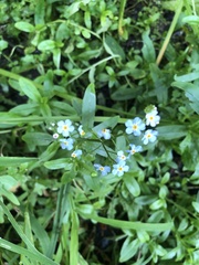 Myosotis