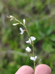 Astragalus austriacus