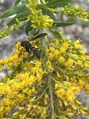 Polistes fuscatus