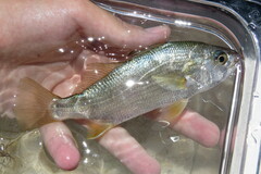 Bairdiella chrysoura