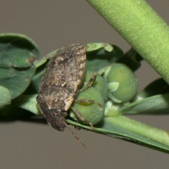 Pentatomidae