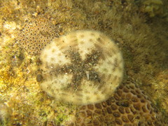 Image of Clypeaster humilis