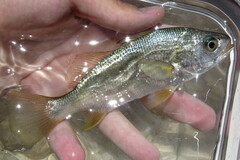 Bairdiella chrysoura