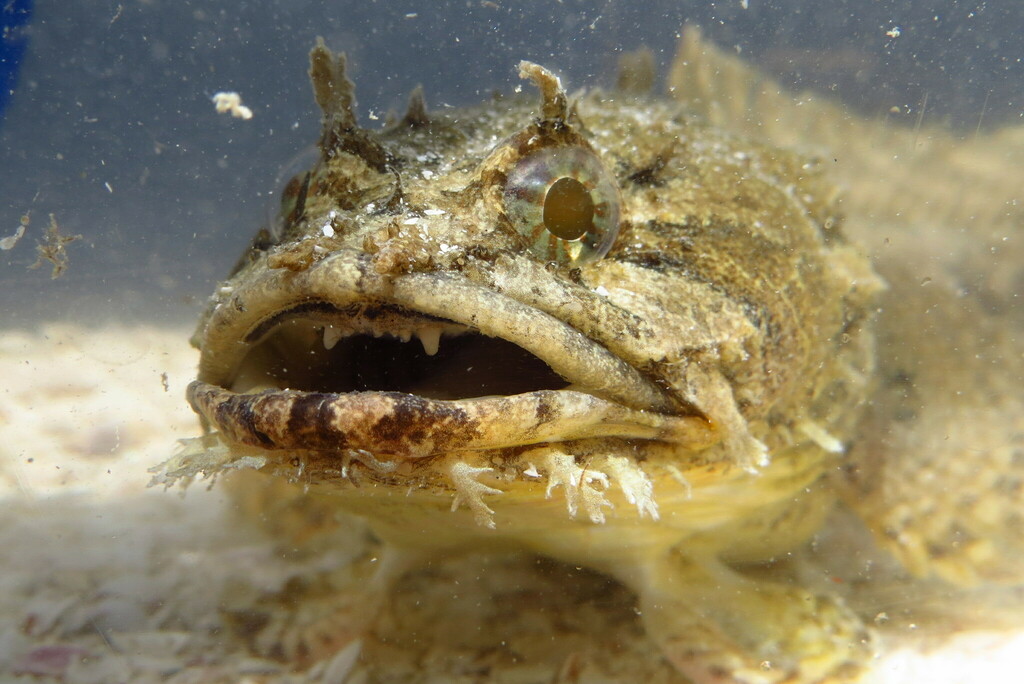 Gulf Toadfish