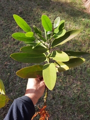 Phragmanthera usuiensis