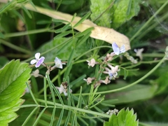 Astragalus austriacus