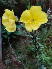 Oenothera