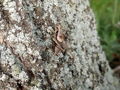 Pholidoptera griseoaptera