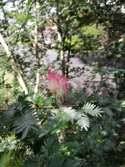 Calliandra surinamensis
