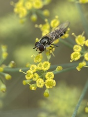 Platycheirus albimanus