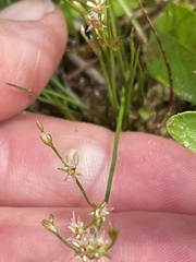 Juncus