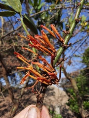 Phragmanthera usuiensis