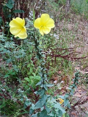 Oenothera