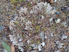 Peltigera canina