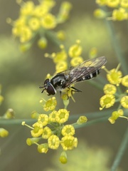 Platycheirus albimanus