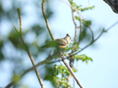 Baeolophus atricristatus