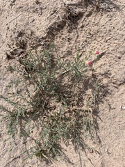 Oenothera suffrutescens