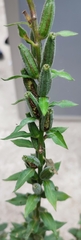 Oenothera