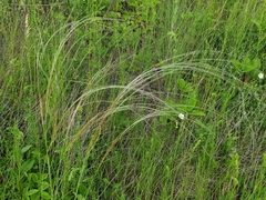 Stipa pennata