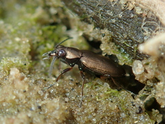 Bembidion