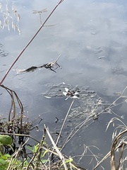Libellula luctuosa