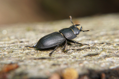 Dorcus parallelipipedus