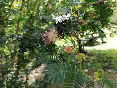 Calliandra surinamensis