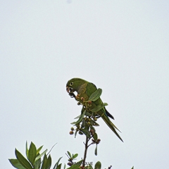 Eupsittula nana