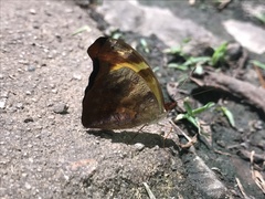 Catonephele nyctimus