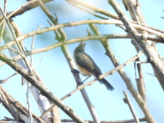 Baeolophus atricristatus