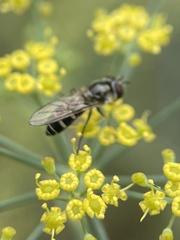 Platycheirus albimanus