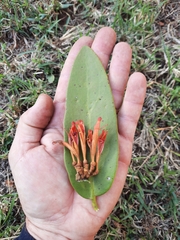 Phragmanthera usuiensis