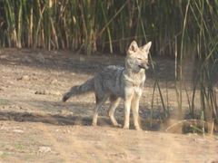 Lycalopex gymnocercus
