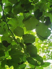 Tilia americana