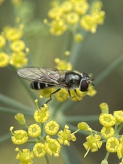 Platycheirus albimanus