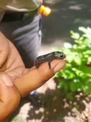 Ambystoma opacum