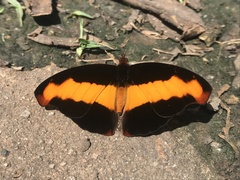 Catonephele nyctimus