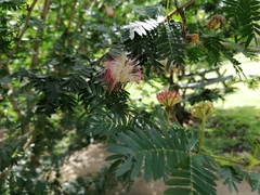 Calliandra surinamensis