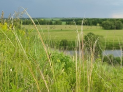 Stipa pennata