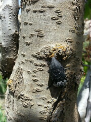 Capnodis tenebrionis