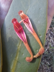 Phragmanthera usuiensis