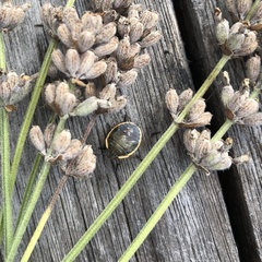 Chlorochroa