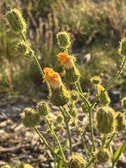 Sonchus palustris