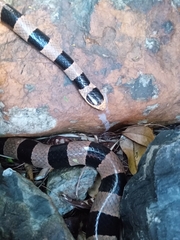 Laticauda saintgironsi