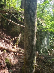 Tilia americana