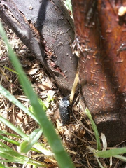 Capnodis tenebrionis