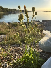 Sonchus palustris