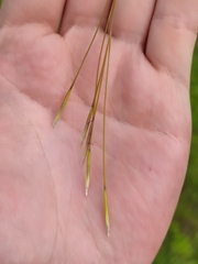 Stipa pennata