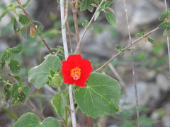 Hibiscus martianus