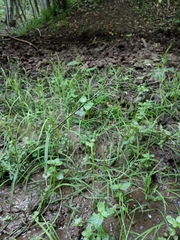 Poa remota